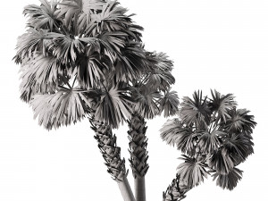 Sabal Palmetto 3D Assets 3D Model
