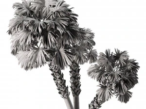 Sabal Palmetto 3D Assets 3D Model