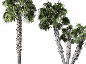 Sabal Palmetto 3D Assets 3D Model