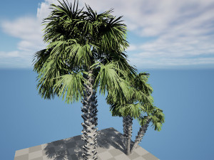 Sabal Palmetto 3D Assets 3D Model