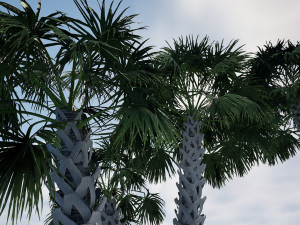 Sabal Palmetto 3D Assets 3D Model