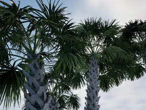 Sabal Palmetto 3D Assets 3D Model