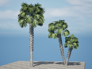 Sabal Palmetto 3D Assets 3D Model