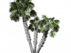 Sabal Palmetto 3D Assets 3D Model