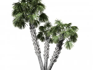 Sabal Palmetto 3D Assets 3D Model