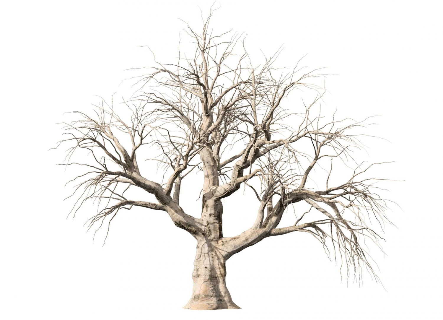 Detailed Tree Trunk 3D Model .c4d .max .obj .3ds .fbx .stl .blend 