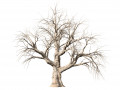 Detailed Tree Trunk 3D Model
