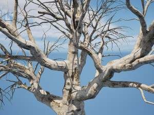 Detailed Tree Trunk 3D 모델