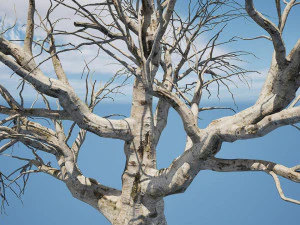 Detailed Tree Trunk 3D Model