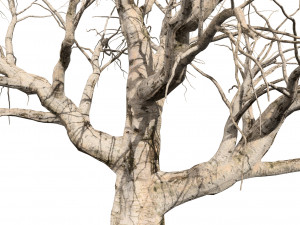 Detailed Tree Trunk 3D 모델