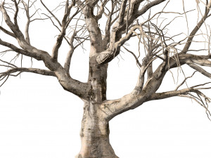 Detailed Tree Trunk 3D 모델