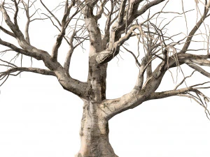 Detailed Tree Trunk 3D Model