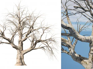Detailed Tree Trunk 3D Model