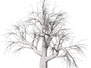 Detailed Tree Trunk 3D Model