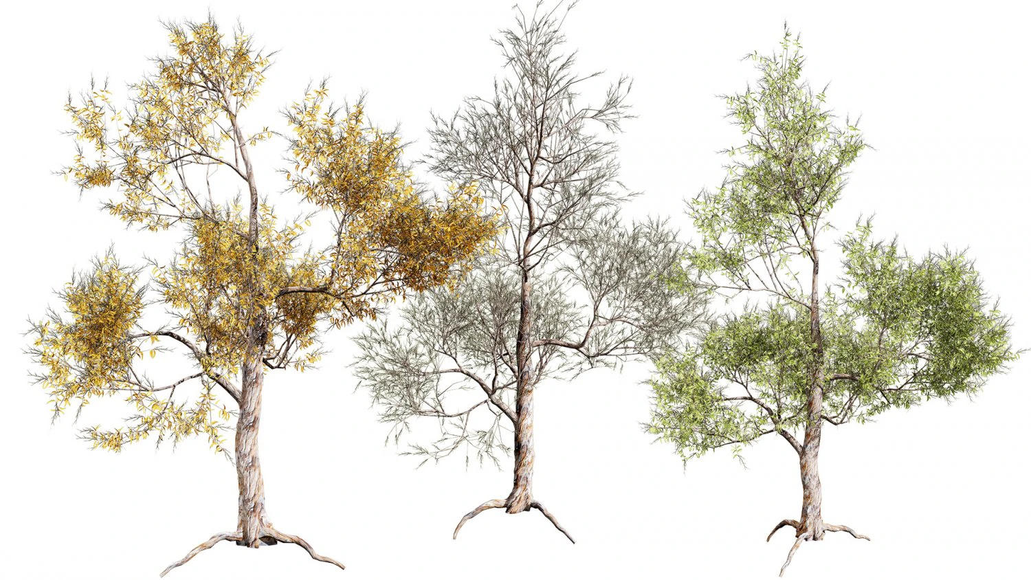 Realistic Gum Tree s 3D Model .c4d .max .obj .3ds .fbx .stl .blend 