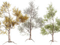 Realistic Gum Tree s Modello 3D