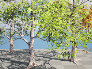 Realistic Gum Tree s 3D Модель