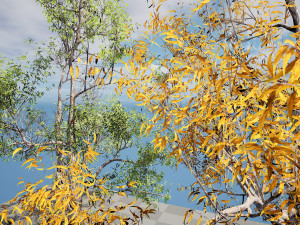 Realistic Gum Tree s 3D Модель