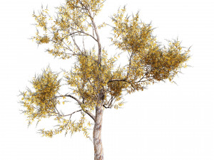 Realistic Gum Tree s 3D Модель