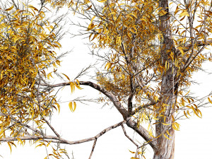 Realistic Gum Tree s 3D Модель