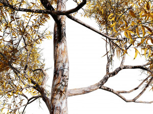 Realistic Gum Tree s 3D Модель
