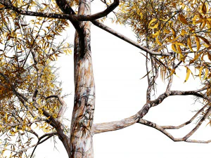 Realistic Gum Tree s 3D Model