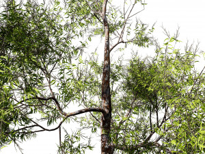 Realistic Gum Tree s 3D Модель