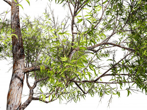 Realistic Gum Tree s 3D Модель