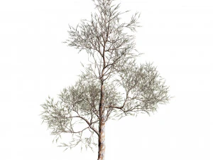 Realistic Gum Tree s 3D Model