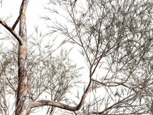 Realistic Gum Tree s 3D Модель