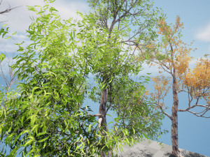 Realistic Gum Tree s 3D Модель