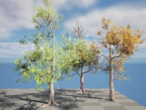 Realistic Gum Tree s 3D Model