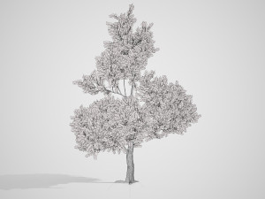 Realistic Gum Tree s 3D Модель