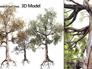 Gum Trees 3D Pack with Summer Fall and Winter Leaf Colors 3D Model