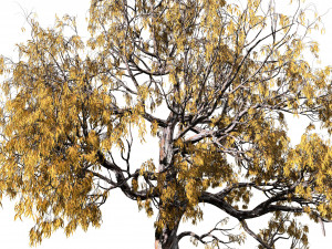 Gum Trees 3D Pack with Summer Fall and Winter Leaf Colors 3D 모델