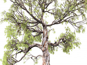 Gum Trees 3D Pack with Summer Fall and Winter Leaf Colors 3D 모델