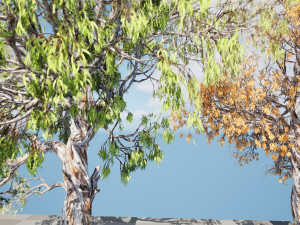 Gum Trees 3D Pack with Summer Fall and Winter Leaf Colors 3D 모델