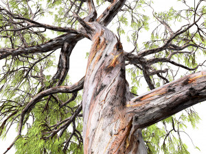 Gum Trees 3D Pack with Summer Fall and Winter Leaf Colors 3D 모델