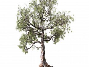 Gum Trees 3D Pack with Summer Fall and Winter Leaf Colors 3D 모델