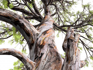 Gum Trees 3D Pack with Summer Fall and Winter Leaf Colors 3D 모델
