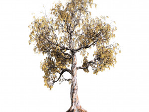 Gum Trees 3D Pack with Summer Fall and Winter Leaf Colors 3D 모델