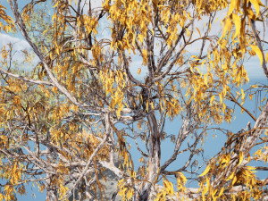 Gum Trees 3D Pack with Summer Fall and Winter Leaf Colors 3D 모델
