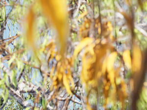 Gum Trees 3D Pack with Summer Fall and Winter Leaf Colors 3D 모델
