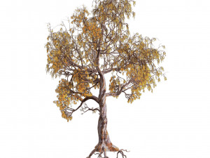 Gum Trees 3D Pack with Summer Fall and Winter Leaf Colors 3D 모델