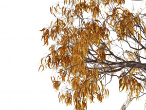 Gum Trees 3D Pack with Summer Fall and Winter Leaf Colors 3D 모델