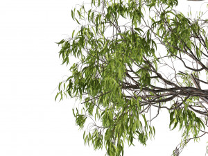 Gum Trees 3D Pack with Summer Fall and Winter Leaf Colors 3D 모델