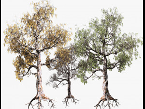 Gum Trees 3D Pack with Summer Fall and Winter Leaf Colors 3D 모델