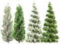 Green and Snow Coated Pine Trees 3D मॉडल