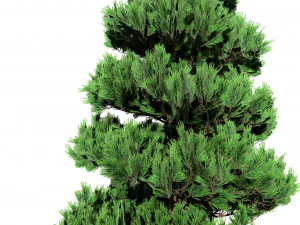 Green and Snow Coated Pine Trees 3D Model