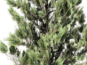 Green and Snow Coated Pine Trees Model 3D